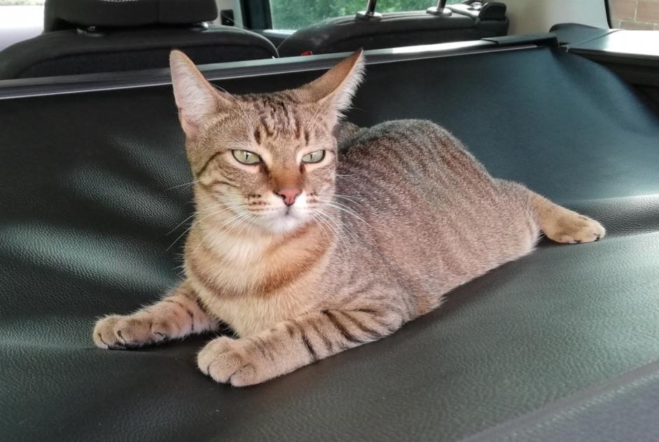 Disappearance alert Cat Male , 2 years La Frette-sur-Seine France