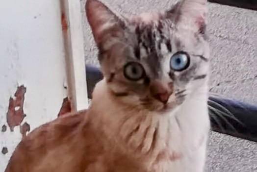 Alerte Disparition Chat  Femelle , 6 ans Limoges France