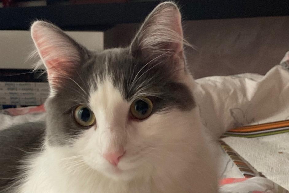 Alerte Disparition Chat croisement Femelle , 3 ans Chuelles France