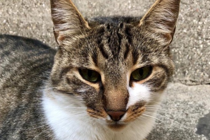 Alerte Disparition Chat croisement Mâle , 11 ans Paris France Alerte Disparition Chat croisement Mâle , 11 ans Paris France