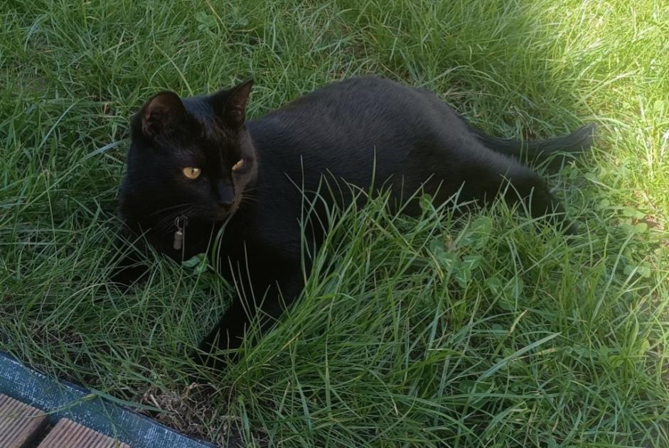 Alerte Disparition Chat Femelle , 1 ans Poitiers France