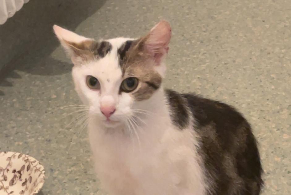 Alerte Découverte Chat Inconnu Bourg-en-Bresse France