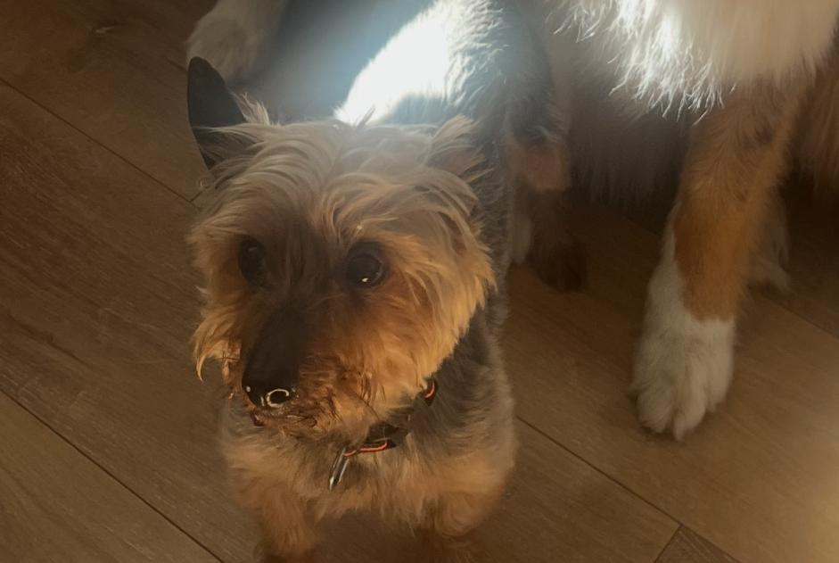 Alerte Disparition Chien  Mâle , 13 ans Haudiomont France