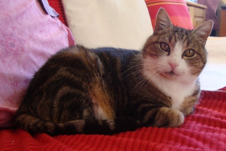 Avviso scomparsa Gatto Femmina , 17 anni Blois Francia Avviso scomparsa Gatto Femmina , 17 anni Blois Francia